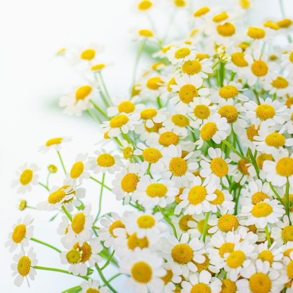 Bình Hoa Giọt Nắng Tinh Khôi 478