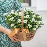 Giỏ Hoa Thiết Kế Nắng Ấm 048