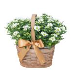 Giỏ Hoa Thiết Kế Nắng Ấm 048