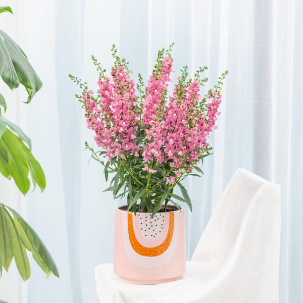 Chậu Sứ Cây Bâng Khuâng 021