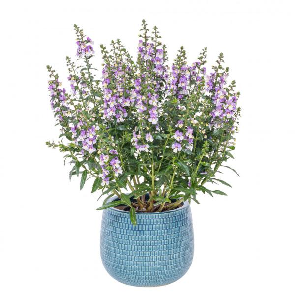 Chậu Sứ Cây Bâng Khuâng 021