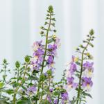 Chậu Sứ Cây Bâng Khuâng 021