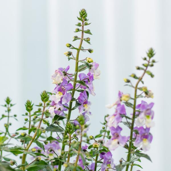 Chậu Sứ Cây Bâng Khuâng 021