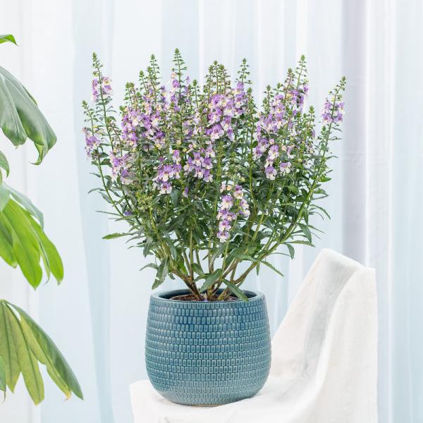 Chậu Sứ Cây Bâng Khuâng 021