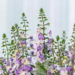 Chậu Sứ Cây Bâng Khuâng 021