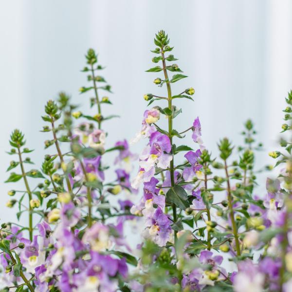 Chậu Sứ Cây Bâng Khuâng 021