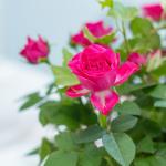 Giỏ Hoa Thiết Kế Yêu Thương 015