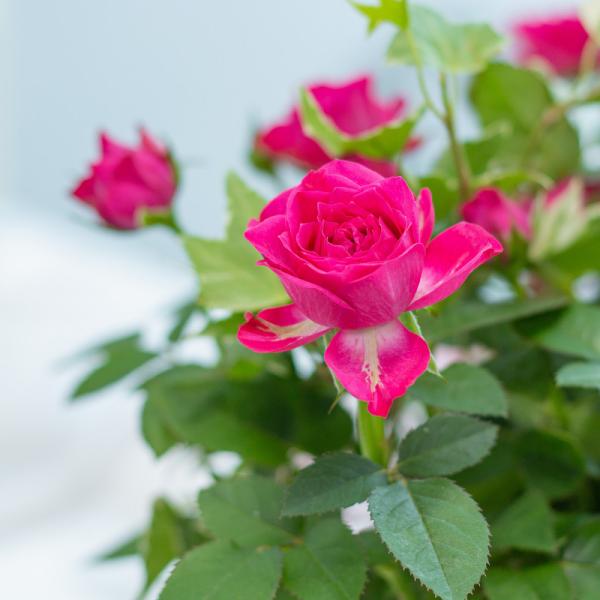 Giỏ Hoa Thiết Kế Yêu Thương 015