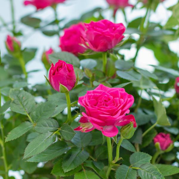 Giỏ Hoa Thiết Kế Yêu Thương 015