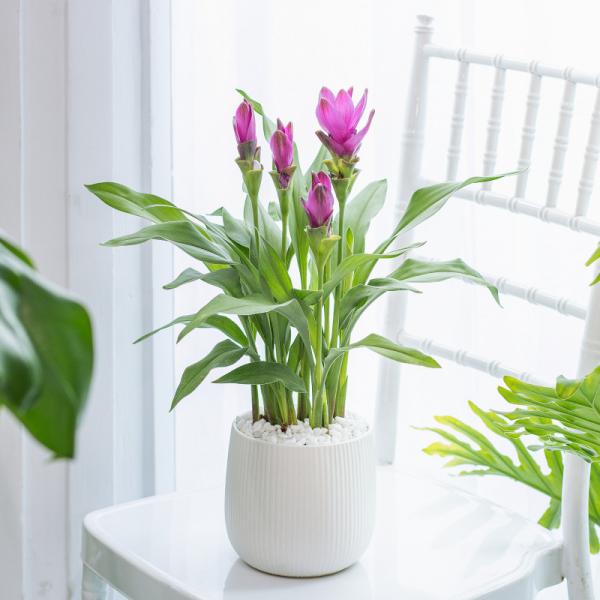 Chậu Khương Hoàng Hoa 016