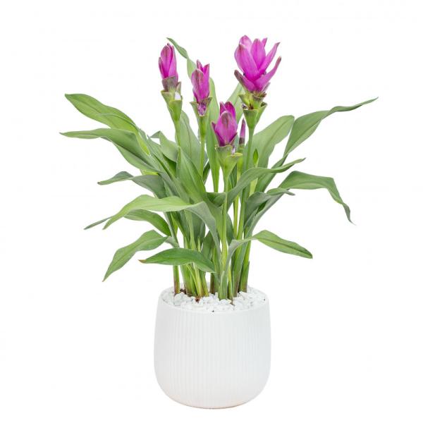 Chậu Khương Hoàng Hoa 016