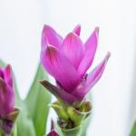 Chậu Khương Hoàng Hoa 016