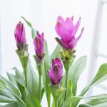 Chậu Khương Hoàng Hoa 016