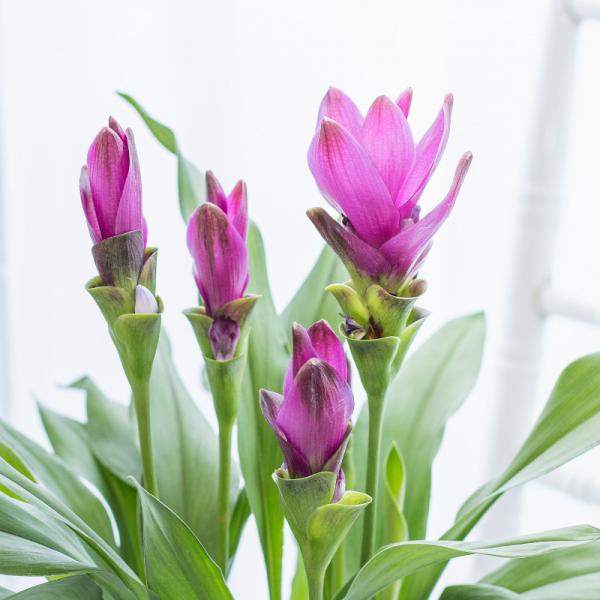 Chậu Khương Hoàng Hoa 016