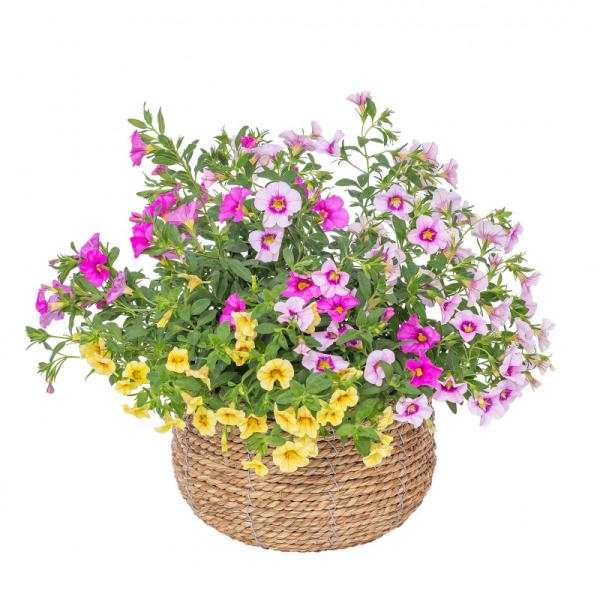 Giỏ Cây Ngàn Chuông 015