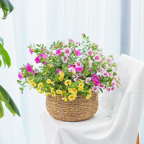 Giỏ Cây Ngàn Chuông 015