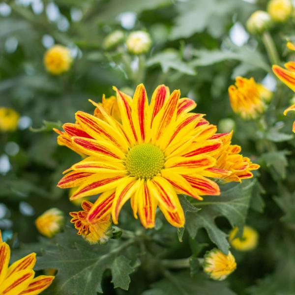 Giỏ Hoa Thiết Kế Nắng Ấm 037