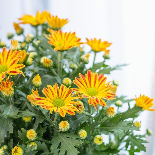 Chậu Hoa Thiết Kế Nắng Ấm 122