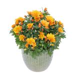 Chậu Hoa Cúc Lớn 010