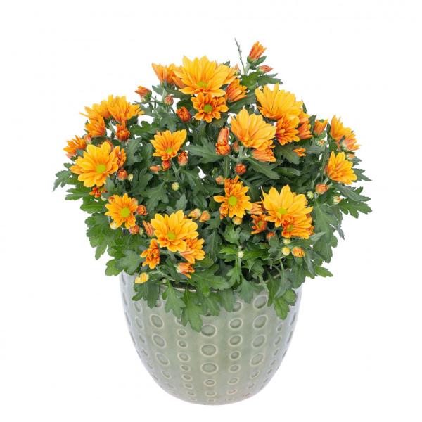 Chậu Hoa Cúc Lớn 010