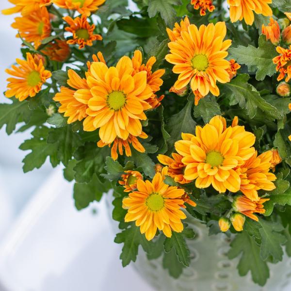 Chậu Hoa Cúc Lớn 010