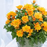 Chậu Hoa Cúc Lớn 010