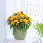 Chậu Hoa Cúc Lớn 010