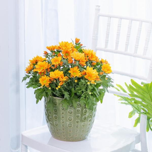 Chậu Hoa Cúc Lớn 010