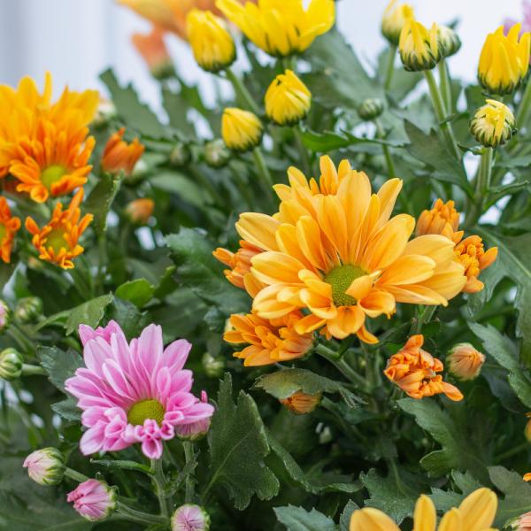 Chậu Hoa Thiết Kế Nắng Ấm 122