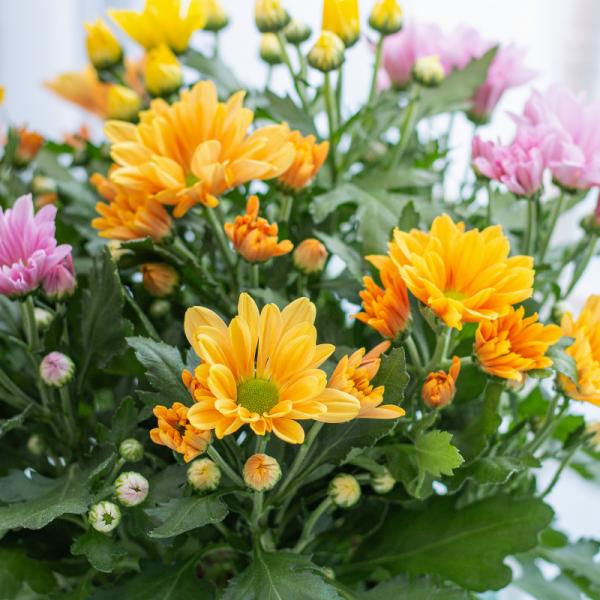 Chậu Hoa Thiết Kế Nắng Ấm 122