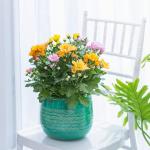 Chậu Hoa Cúc Lớn 010