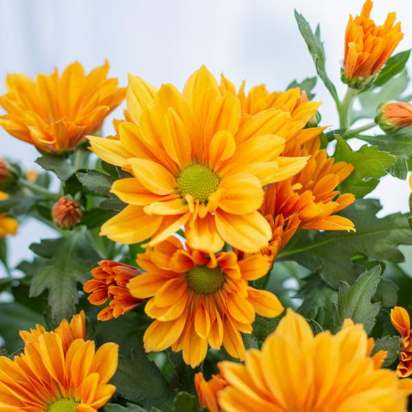 Chậu Hoa Thiết Kế Nắng Ấm 122