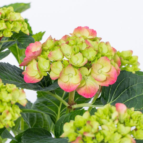 Giỏ Cẩm Tú Cầu Hoàng Gia 018