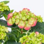 Chậu Hoa Thiết Kế Điều Ngọt Ngào 109