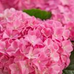 Chậu Hoa Thiết Kế Điều Ngọt Ngào 109