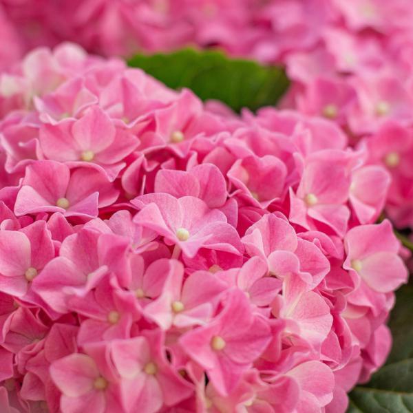 Chậu Hoa Thiết Kế Điều Ngọt Ngào 109