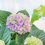 Chậu Hoa Thiết Kế Điều Ngọt Ngào 109