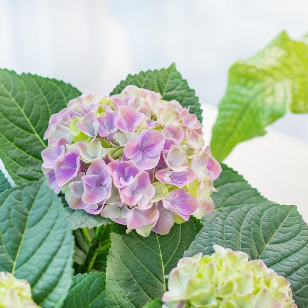 Chậu Hoa Thiết Kế Điều Ngọt Ngào 109