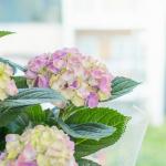 Chậu Hoa Thiết Kế Điều Ngọt Ngào 109