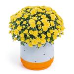 Chậu Sứ Hoa Cúc Hoàn Cầu 105