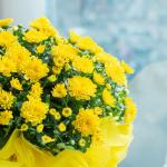 Chậu Giấy Gói Hoa Cúc Hoàn Cầu 104