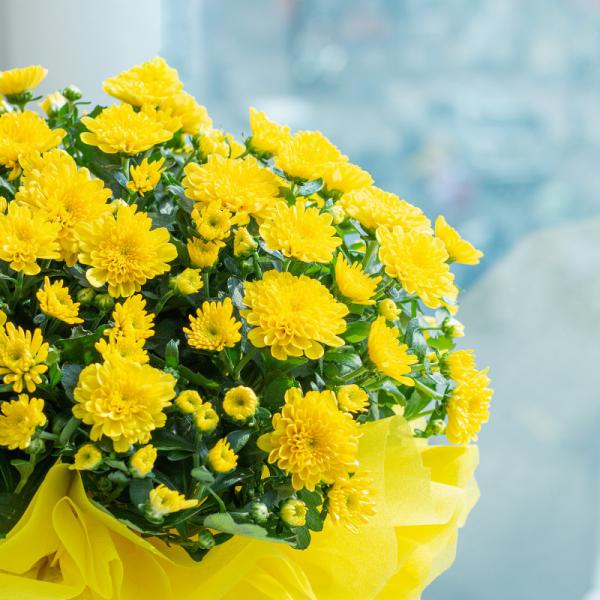 Chậu Giấy Gói Hoa Cúc Hoàn Cầu 104