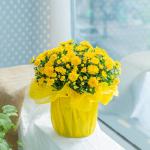 Chậu Giấy Gói Hoa Cúc Hoàn Cầu 104