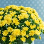 Chậu Sứ Hoa Cúc Hoàn Cầu 105