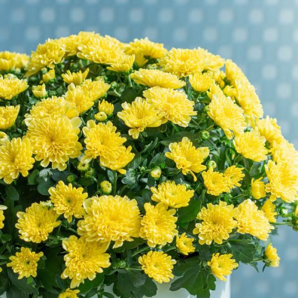 Chậu Giấy Gói Hoa Cúc Hoàn Cầu 104