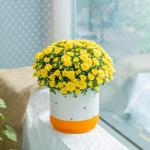 Chậu Sứ Hoa Cúc Hoàn Cầu 105