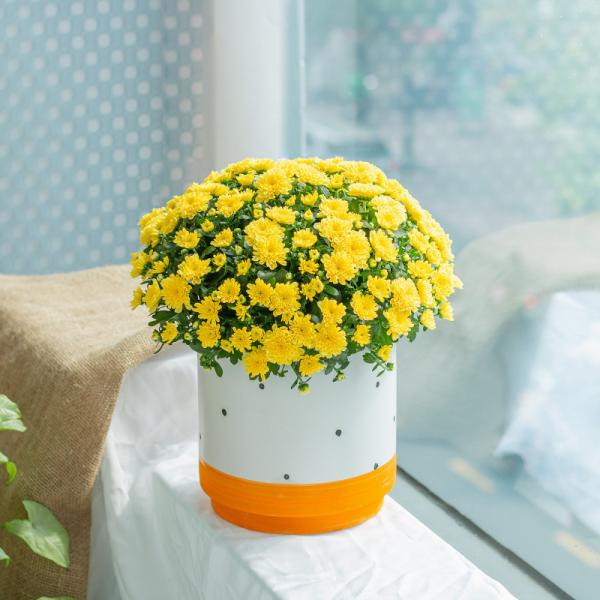 Chậu Sứ Hoa Cúc Hoàn Cầu 105