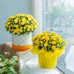 Chậu Giấy Gói Hoa Cúc Hoàn Cầu 104