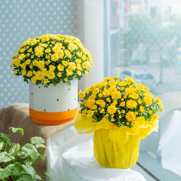 Chậu Giấy Gói Hoa Cúc Hoàn Cầu 104