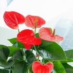 Chậu Cây Thiết Kế Mát Xanh 026